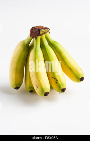 Musa. Un mazzetto di mini banane. Foto Stock