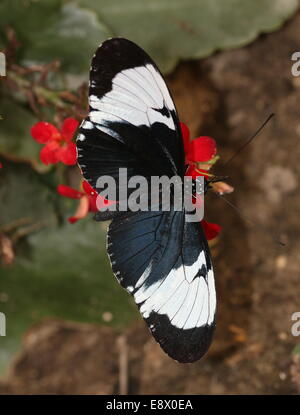 Cydno Longwing butterfly (Heliconius Cydno) a.k.a. Grinning Heliconian o blu e bianco Longwing, di alimentazione su un fiore Foto Stock