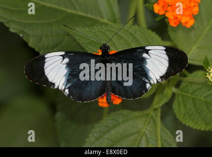 Cydno Longwing butterfly (Heliconius Cydno) a.k.a. Grinning Heliconian o blu e bianco Longwing, di alimentazione su un fiore di arancia Foto Stock