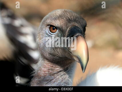 Rüppell's Vulture (Gyps rueppellii) extreme close-up di testa e becco Foto Stock