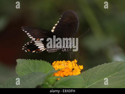 Comune maschio mormone (Papilio polytes) alimentazione su un fiore, ali aperte Foto Stock