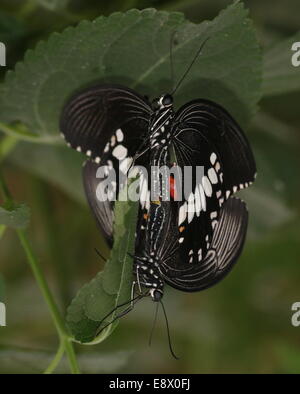 Comune maschio mormone (Papilio polytes) in posa su un fiore Foto Stock