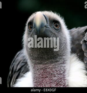 Rüppell africani il Vulture (Gyps rueppellii) extreme close-up di testa e il becco, di fronte alla fotocamera Foto Stock