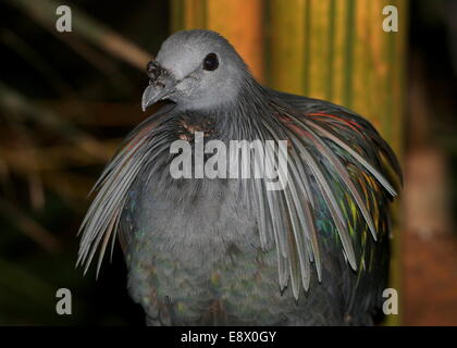 Nicobare piccione (Caloenas nicobarica) dettagliata di close-up di testa Foto Stock