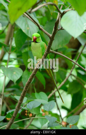 Bel maschio parrocchetto Alessandrino (Psittacula eupatria) nella foresta thailandese Foto Stock