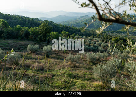 Uliveto in Umbria, Italia Foto Stock