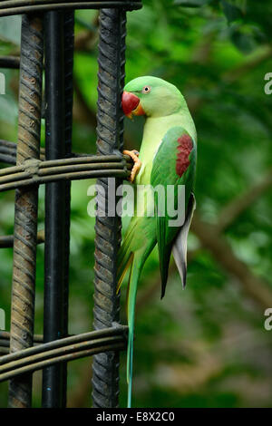 Bellissima femmina parrocchetto Alessandrino (Psittacula eupatria) nella foresta thailandese Foto Stock