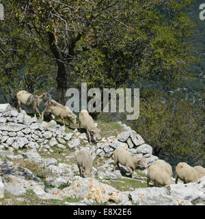 Greggi di pecore sul versante del Monte Sant'Angelo, Gargano in Puglia, Italia Foto Stock