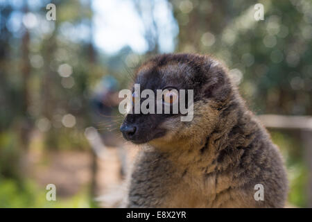 Lemure marrone del Madagascar Foto Stock