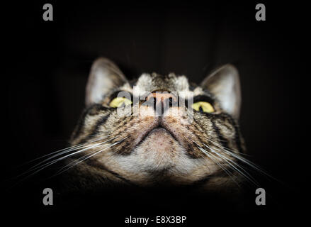 Ingrandimento di foto dettagliate di tabby cat face isolati su sfondo nero Foto Stock