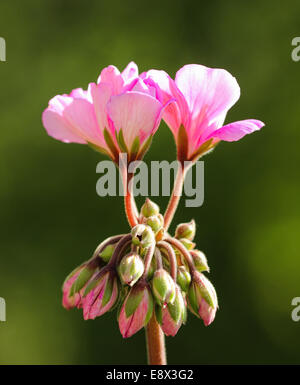 Vista dettagliata del fiore rosa in fiore nel sole; geranio Foto Stock