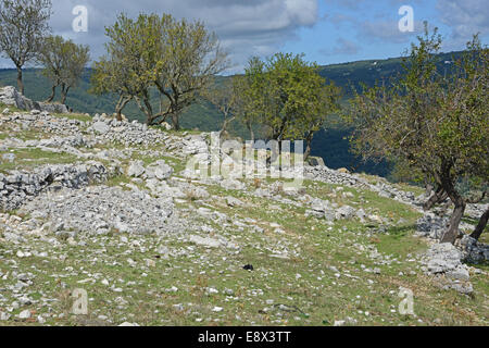 Greggi di pecore sul versante del Monte Sant'Angelo, Gargano in Puglia, Italia Foto Stock