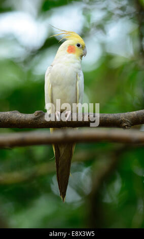 Bella la mutazione Lutino cockatiel (Nymphicus hollandicus) a tree top Foto Stock