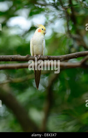 Bella la mutazione Lutino cockatiel (Nymphicus hollandicus) a tree top Foto Stock