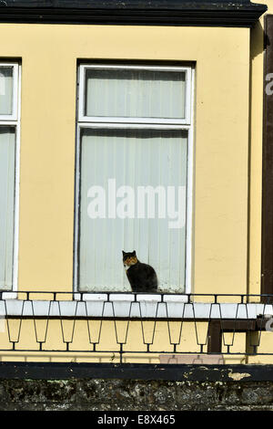 Stock Photo - Cat in seduta il vetro anteriore del tetto a terrazza house, Derry, Londonderry, Irlanda del Nord. ©George Sweeney /Alamy Foto Stock