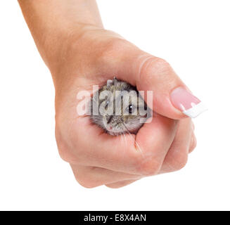 Hamster nel canto isolato su sfondo bianco Foto Stock