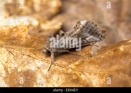 Argento-y tarma Autographa gamma, Derbyshire, Aprile Foto Stock