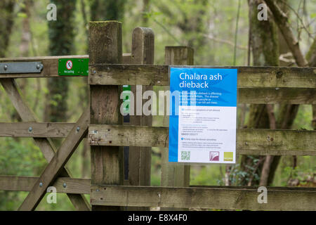 Chalara deperimento delle ceneri; avviso sulla riserva naturale, Cumbria, Regno Unito Foto Stock