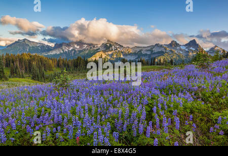 Il Parco Nazionale del Monte Rainier, WA: Prato di lupino (Lupinus latifolius) con sera nuvole sopra la gamma Tatoosh Foto Stock