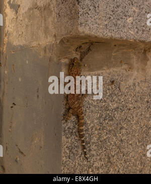 Close-up di una casa mediterranea Gecko, Hemidactylus turcicus. Foto Stock