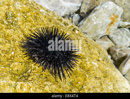 Il nero dei ricci di mare sul bagnato in pietra marrone Foto Stock