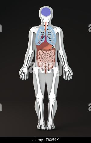 La sezione del corpo umano organi interni ed apparati Foto Stock