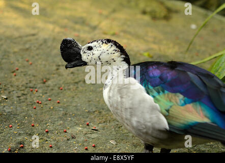 Bel maschio di anatra a pettine (Sarkidiornis melanotos) di appoggio al suolo Foto Stock