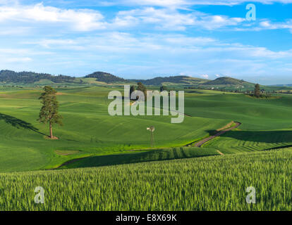 Whitman County, WA strada sterrata che si snoda attraverso le verdi colline Palouse con un mulino a vento isolato vicino alla città di Palouse Foto Stock