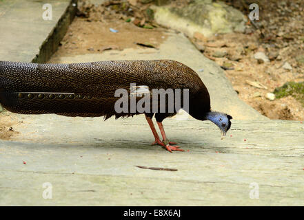 Bel maschio grande Argus (Argusianus argus) inThai forest Foto Stock