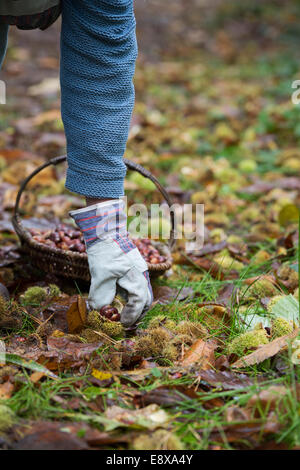 L uomo indossa guanti rovistando le castagne in autunno . Regno Unito Foto Stock