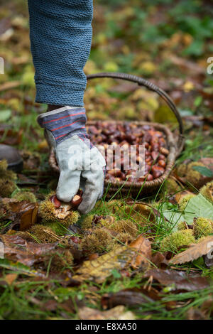 L uomo indossa guanti rovistando le castagne in autunno . Regno Unito Foto Stock