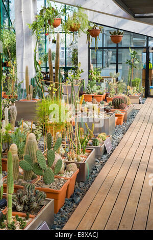 Cactus e piante grasse in un giardino Foto Stock