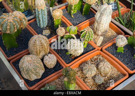 Cactus e piante grasse in un giardino Foto Stock
