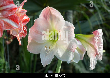 Splendida e grande giglio fiori in una natura Foto Stock