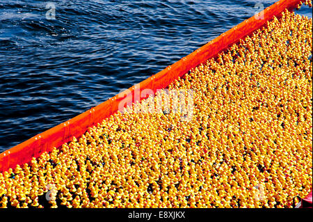 entenrennen Foto Stock