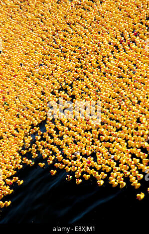 entenrennen Foto Stock