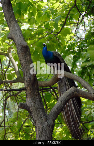 Pavone sull'albero Foto Stock