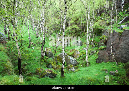 Cava Bolehill a inizio estate, Peak District, Derbyshire, Inghilterra Foto Stock