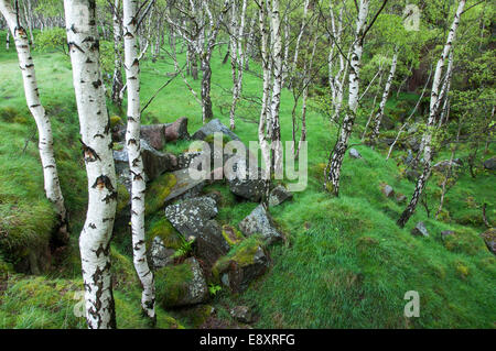 Cava Bolehill a inizio estate, Peak District, Derbyshire, Inghilterra Foto Stock