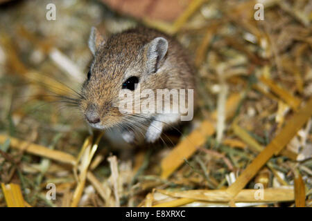 Gerbillo della Mongolia Foto Stock