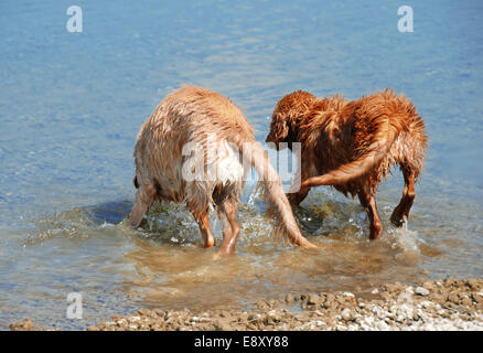 Golden Retriever la balneazione Foto Stock