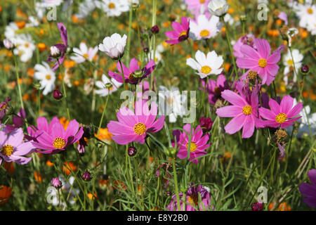 Rosa e Bianco cosmo fiori in un giardino Foto Stock