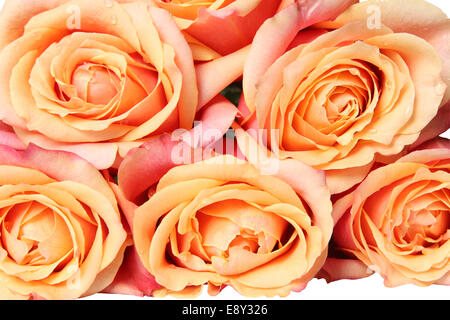 Bouquet di rose arancione Foto Stock