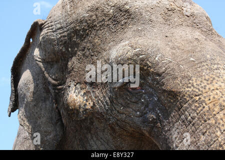 Close-up di un elefante di testa e occhio Foto Stock