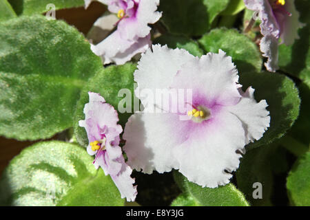 African Violet (Saintpaulia) Foto Stock