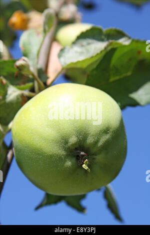 La maturazione di Apple sul ramo di albero Foto Stock