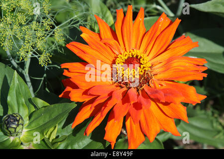 Orange Zinnia fiore Foto Stock