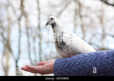 Colomba seduti sulla donna di mano Foto Stock