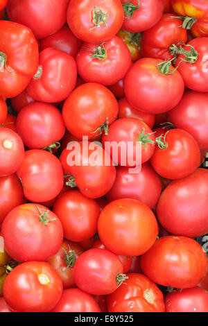 Appena raccolto di pomodori organici Foto Stock