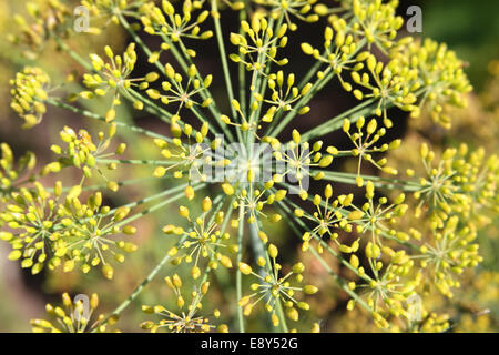 Close-up di aneto infiorescenza Foto Stock